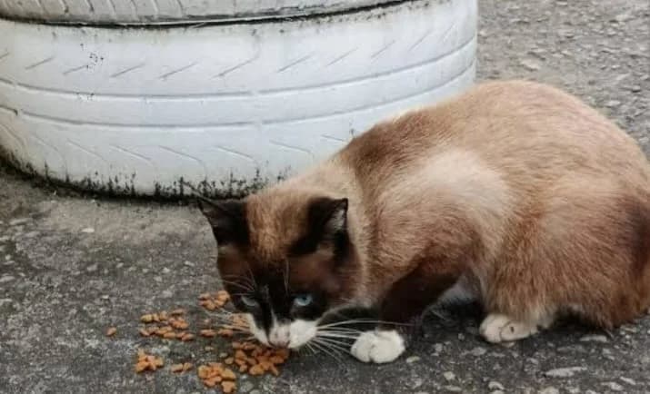 Rifa Solidária em prol ao gatinho Aparecido