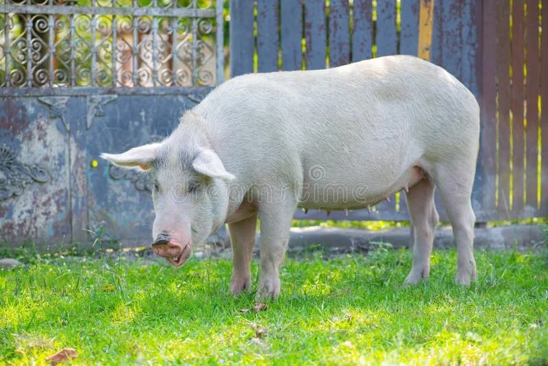 PORCO 18 kg (limpo) + 300 reais